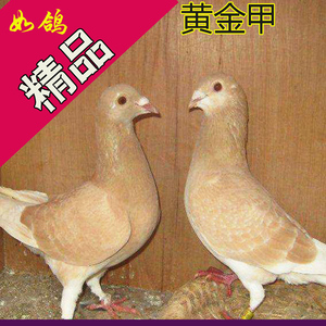 鸽子活 一对 可繁殖黄金甲信鸽 赛鸽种鸽 黄色鸽子活体一对包邮