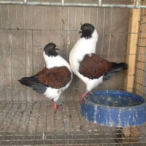 鸽子活 一对摩登娜观赏鸽肉鸽摩登娜鸽子一对种鸽青年鸽