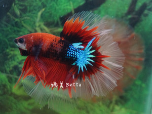 精品对图半月泰国斗鱼公鱼★★ 龙系/双尾/koi/天鹰/大耳