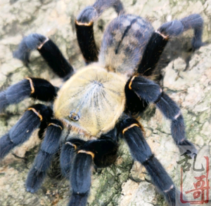 东南亚捕鸟之王巴赫马地老虎5.5厘米宠物活体蜘蛛宠物比较凶猛