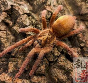 千里达橄榄金