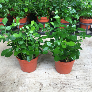 九里香树苗盆栽清香驱蚊小植物室内办公桌面阳台花卉好养净化空气