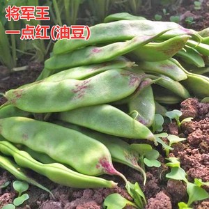 一点红油豆种子将军王高产东北豆角宽芸豆种籽不鼓豆抗寒抗病豆角