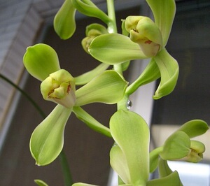 老极品江南新极品皇梅潘绿梅北方家养兰花老种蕙兰新老八种名品