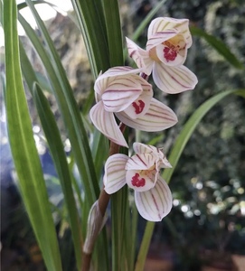 荷之冠 剑阳蝶北方家养兰花莲瓣兰老种名品原生种