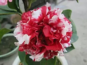 花佛鼎茶花