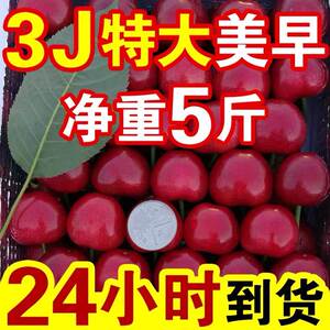 大樱桃国产车厘子新鲜孕妇水果山东美早3j4j5j特大超大果5斤包邮