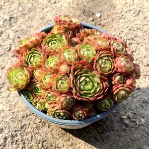 红颜瓦莲群生多肉植物萌肉肉室内组合盆栽花卉绿植伏地魔易群生