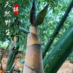 麻竹笋新鲜广东清远英德麻竹笋之乡新鲜现挖带壳现发3斤5斤装包邮