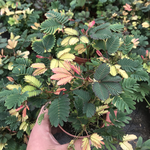 彩虹含羞草小盆栽办公室内阳台四季常青学生趣味植物害羞草绿植花