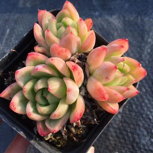 胭脂群多肉植物一物一拍红玉群生多头云南精品盆栽【小李家多肉】