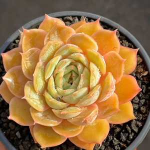 昂斯洛大单头精品多肉植物一物一拍含盆送土肉肉景【小李家多肉】