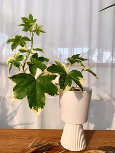 花叶熊掌木|美树家造型植物系列室内