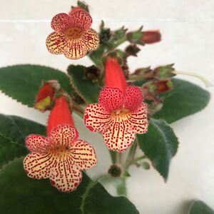 苦苣苔 花猫 塞维亚舞 满30元发货