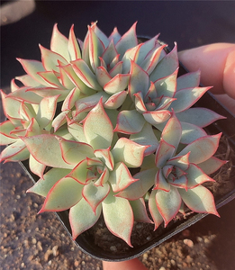 玫瑰船长 一物一拍大肉老 多肉植物植物盆栽不含盆土包邮