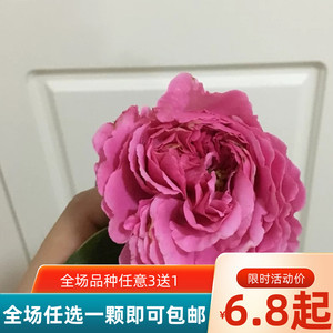 mm靓衣纺淘宝新品伊芙系列【伊芙修罗珍珠月季花苗特大花】大花浓香
