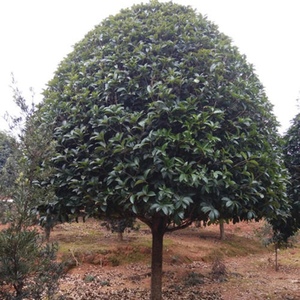 桂花树苗地栽大型四季庭院浓香花卉常青植物盆景金桂丹桂室内盆栽