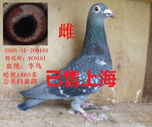 李鸟 国血精粹 赛鸽 信鸽 种鸽 幼鸽