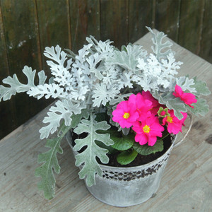 银叶菊盆栽银叶植物花镜组合搭配盆栽耐寒庭院阳台观叶多年生植物