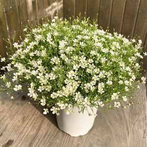 【满天星花种吉普赛】满天星花种吉普赛品牌,价格 - 阿里巴巴