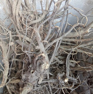 毛将军过饥草过枝草土丁桂白毛将军福建闽南中草药辛苦草500g包邮