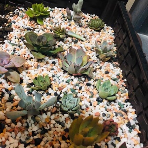 天然鹅卵石五彩石雨花石小石子鱼缸造景石花盆多肉园艺公园铺路