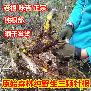 东北纯野生三颗针500克黄连根晒干新货土黄连刺黄连铜针刺正宗