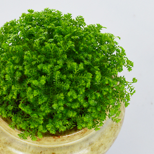 绿地球桌面盆栽绿地珊瑚厥常绿蕨类植物翠云草绿地球水培盆栽植物