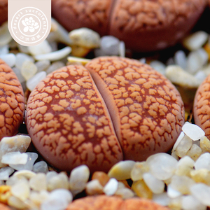 多肉植物编号石生花 赤阳玉c256生石花 pp花屁股花 番杏科 沙洲