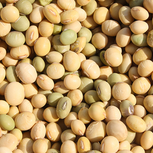 芙蓉忠学家 | 自种自产 发豆芽豆浆 杂粮老品种  绿皮 笨黄豆400g