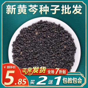 新黄芩种子500g抗旱能力强野生中药材黄芩种籽春四季种植苗送技术