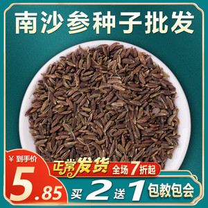 散装南沙参种子纯新产中药材种苗2021珊瑚菜北沙参种籽冬季秋季