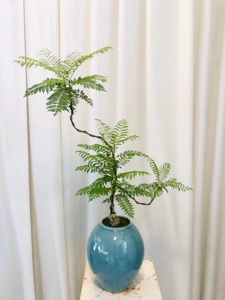 精品蓝花楹    盆景苔藓绿植