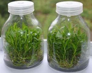 组培玻璃瓶菌种瓶兰花瓶650ml食用菌生态瓶抗压耐高温121度