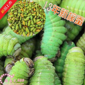 东北特产 鲜活榨树蚕 蚕茧 活神仙 茧蛹 蚕蛹 黄茧蛹 高蛋白质