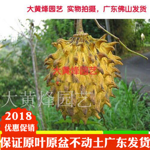 黄龙释迦苗 新品台湾热带释迦果苗 霹雳果南北方盆栽种植果树苗