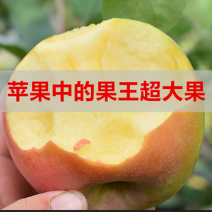 正宗大沙河红富士冰糖心徐州丰县丑苹果脆甜新鲜水果精品10斤包邮