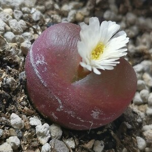 000人付款淘宝22年新种吕氏红宝石肉锥 毛汉尼 种子安静ai沉默138.