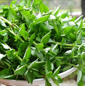 土茄子圆茄子紫茄子农家新鲜季节时令蔬菜农家自种白皮岳西特产馆