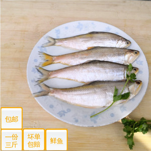 黄鲫子鱼新鲜黄尖子黄积子油扣烤子鱼马口黄既子毛扣海鲜冷冻水产