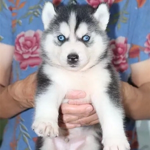 纯种哈士奇幼犬二哈熊版西伯利亚巨型阿拉斯加雪橇犬活体宠物狗狗