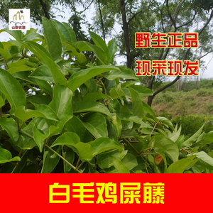 200人付款淘宝出壳正宗泰和乌鸡苗竹丝鸡苗白毛乌骨鸡苗小鸡苗包做