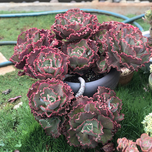 舞会红裙巨型多肉植物老桩 包菜大型群生肉肉易度夏颜色鲜艳盆栽