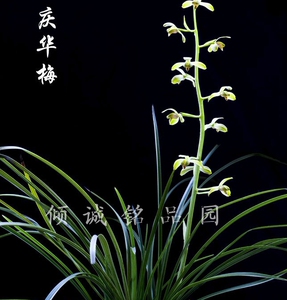 兰花 蕙兰铭品老种(庆华梅)120/苗