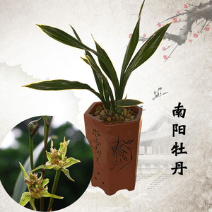 墨兰超香奇花牡丹花 南阳牡丹兰花苗种子室内阳台办公室花卉盆栽