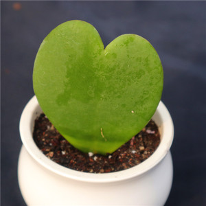 一片心多肉趣味稀有绿植心叶吊篮心形多肉植物阳台窗台吸甲醛盆栽