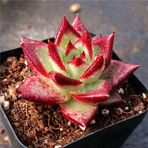 红檀多肉新品进口贵货多肉植物乌木罗宾杂交红色肉肉防辐射盆栽