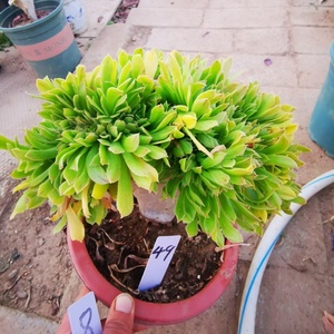 原始绿法师缀化 香炉盘 缀化 控型木桩 一物一拍