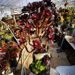 梅花珀迪法师老桩