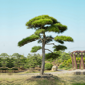 别墅门前树园林庭院景观黑松造型树 精品迎客松黑松树苗盆栽素材